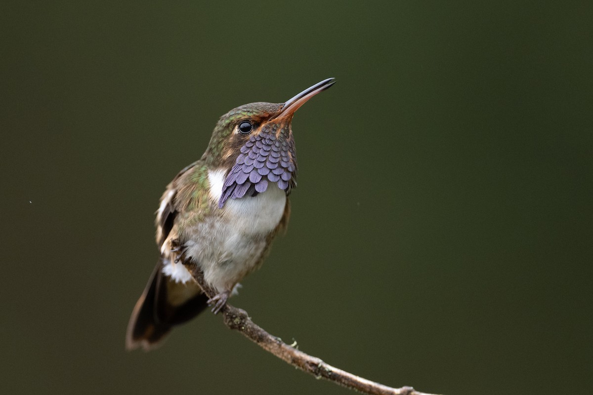 Volcano Hummingbird - ML541219701