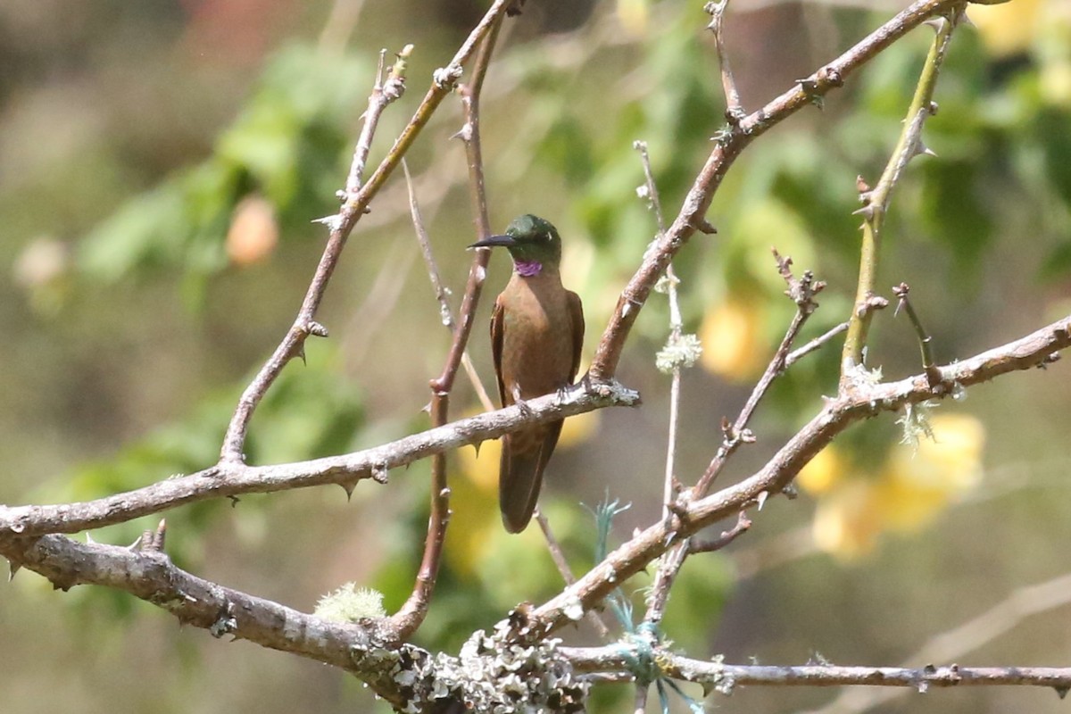 kolibřík hnědobřichý - ML541219791