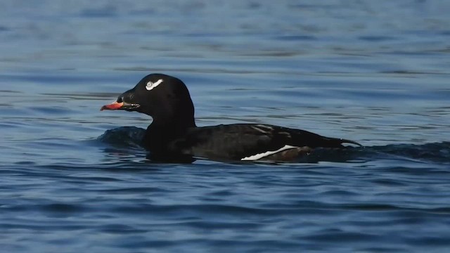 White-winged Scoter - ML541219891