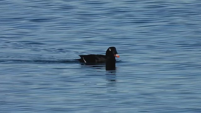 White-winged Scoter - ML541220681