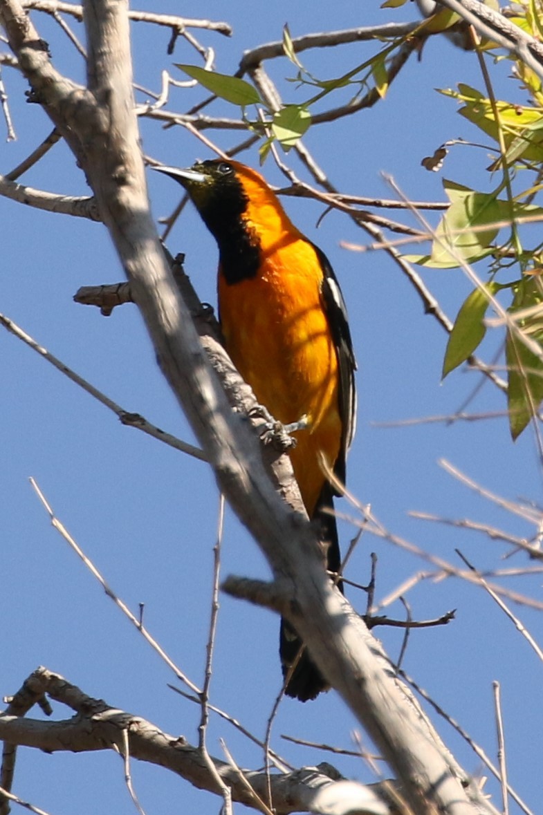 Hooded Oriole - ML54122121