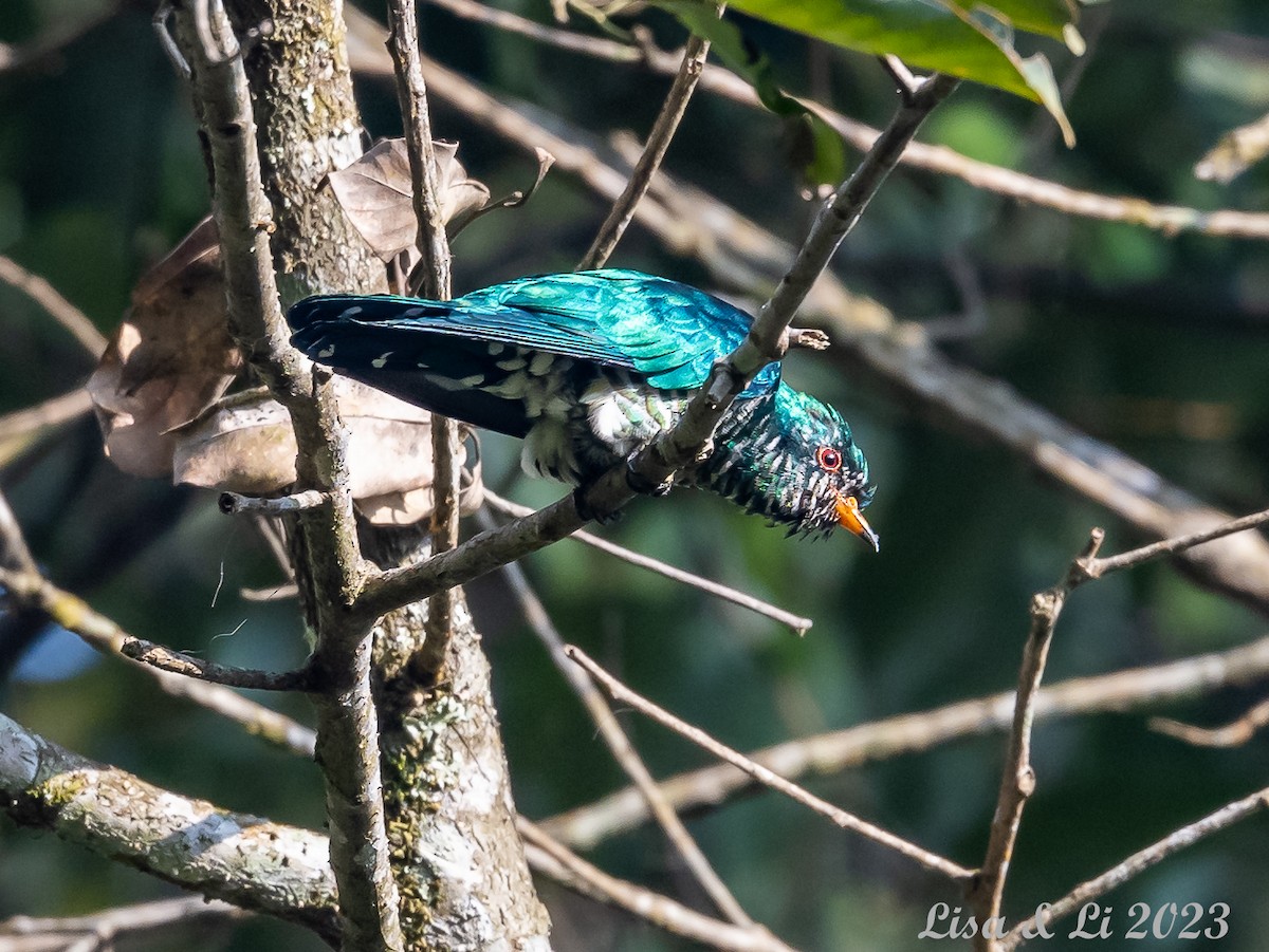 Asian Emerald Cuckoo - ML541222061