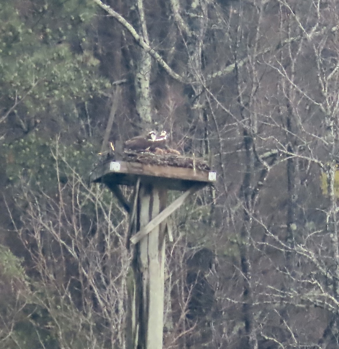 Osprey - ML541222181