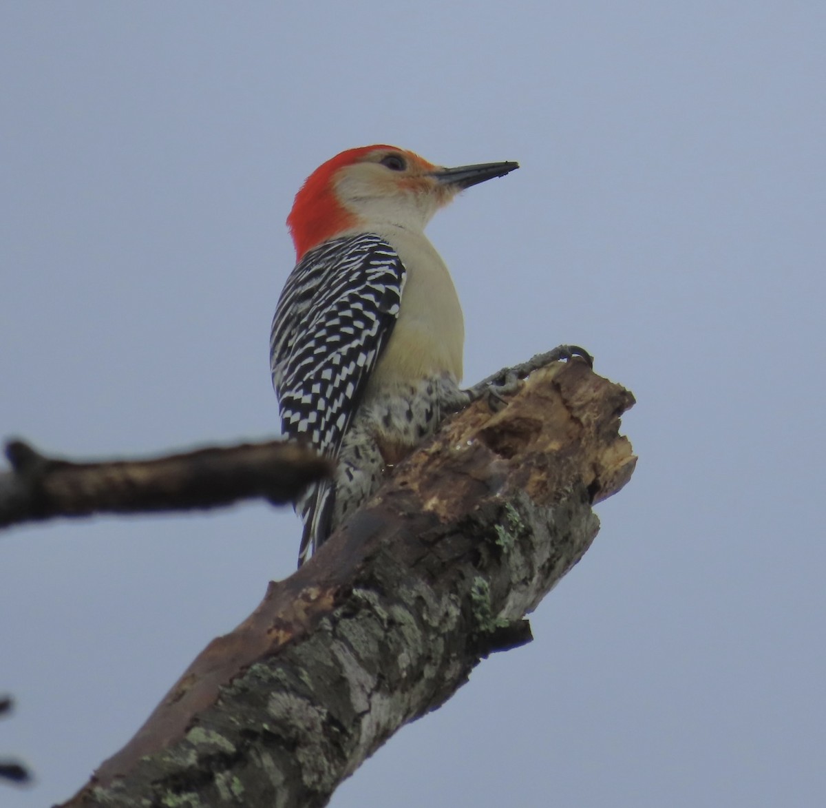 Red-bellied Woodpecker - ML541222231