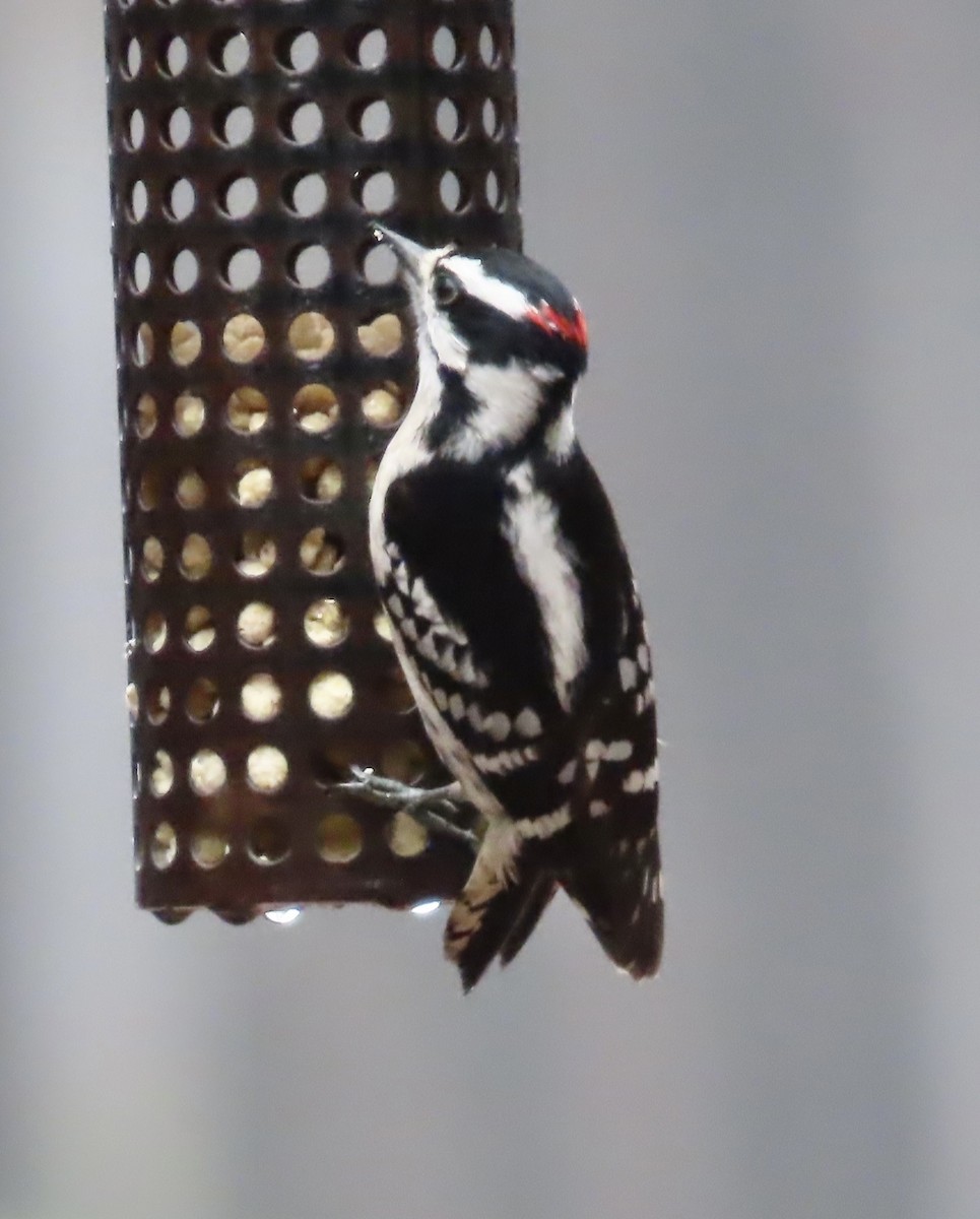 Downy Woodpecker - ML541222391