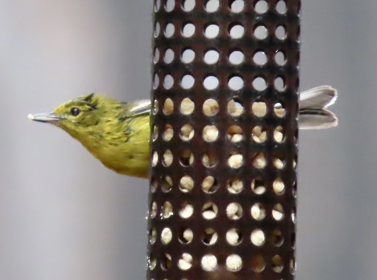 Pine Warbler - ML541222781