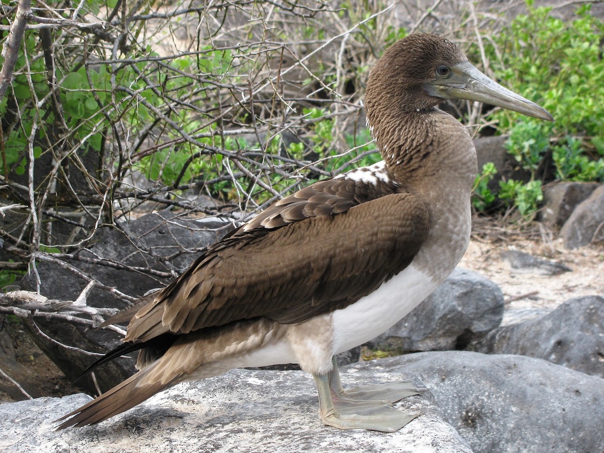 Nazca Booby - Derek Hudgins