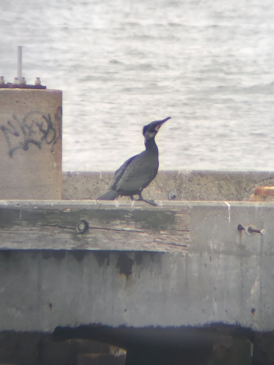 Great Cormorant (North Atlantic) - ML541223771