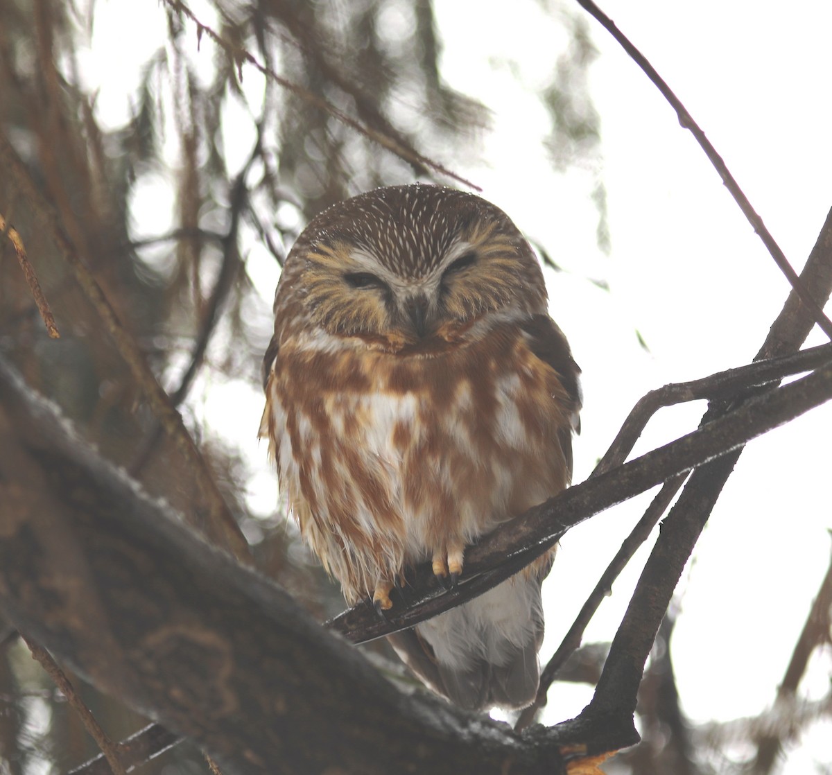 Northern Saw-whet Owl - ML541224121