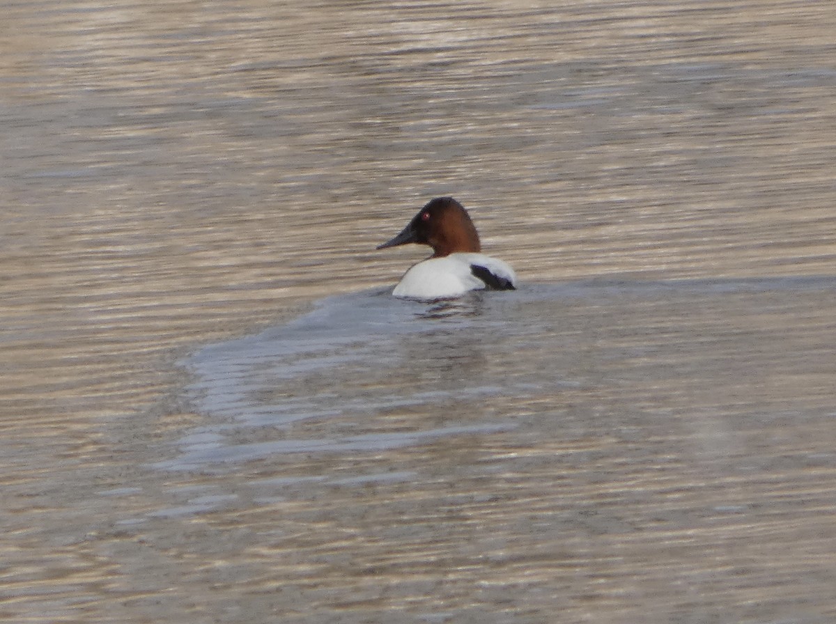 Canvasback - Jeff DeRuyter