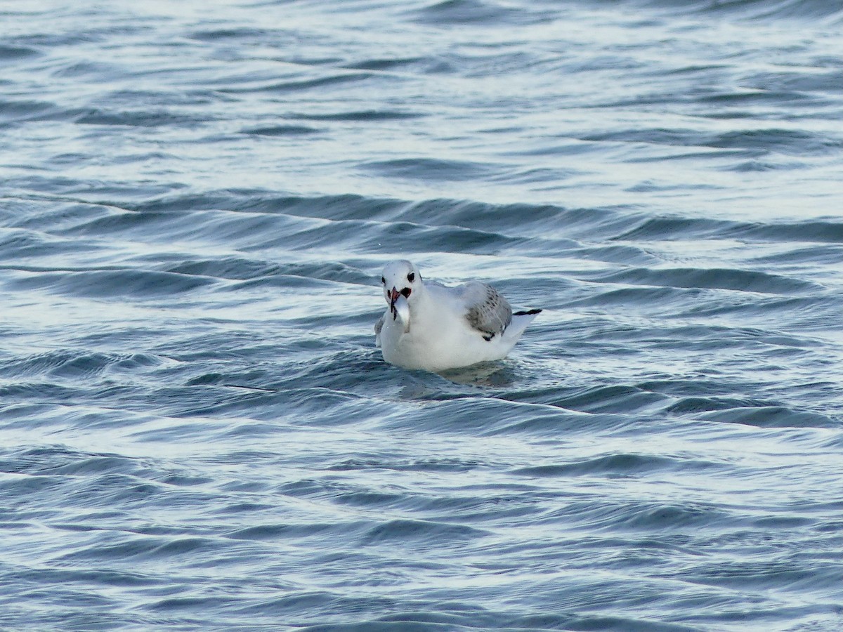 Mouette rieuse - ML541224351