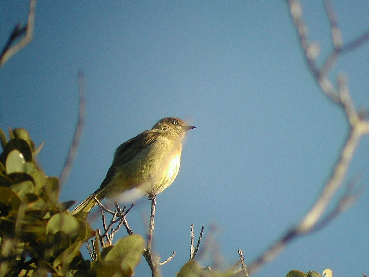 Sombre Greenbul - ML541225571