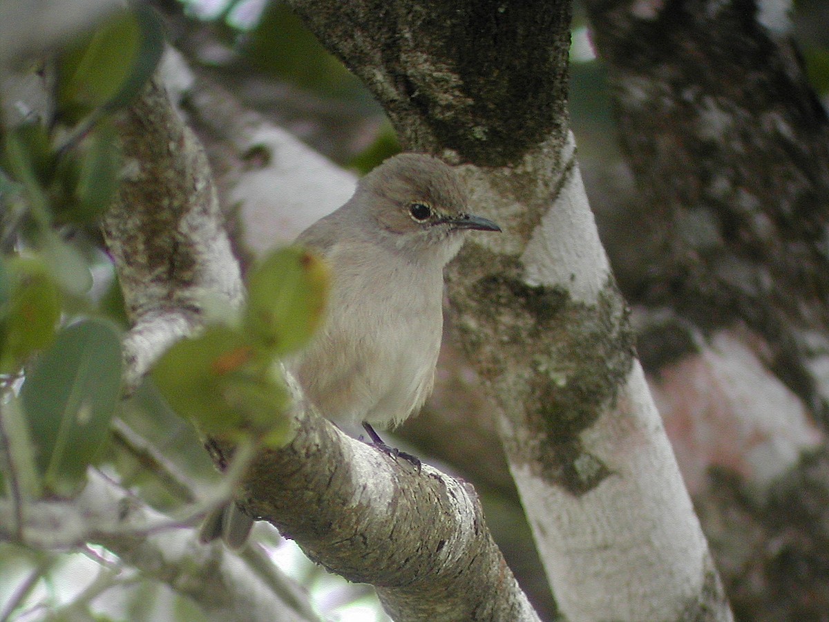 Pale Flycatcher - ML541225701