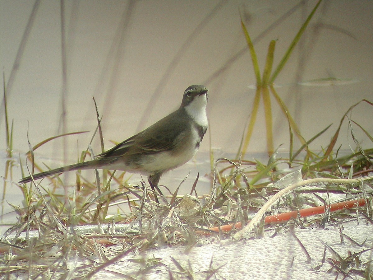Cape Wagtail - ML541225821