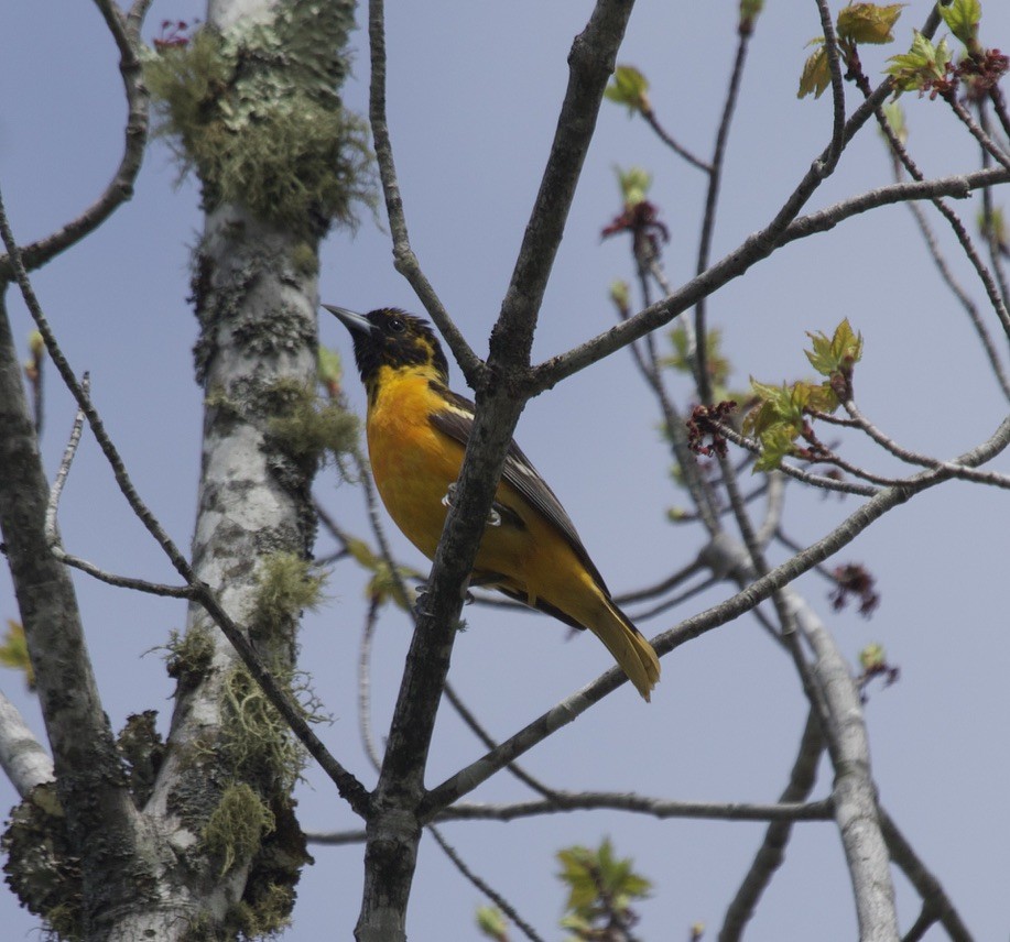 Baltimore Oriole - ML541225961