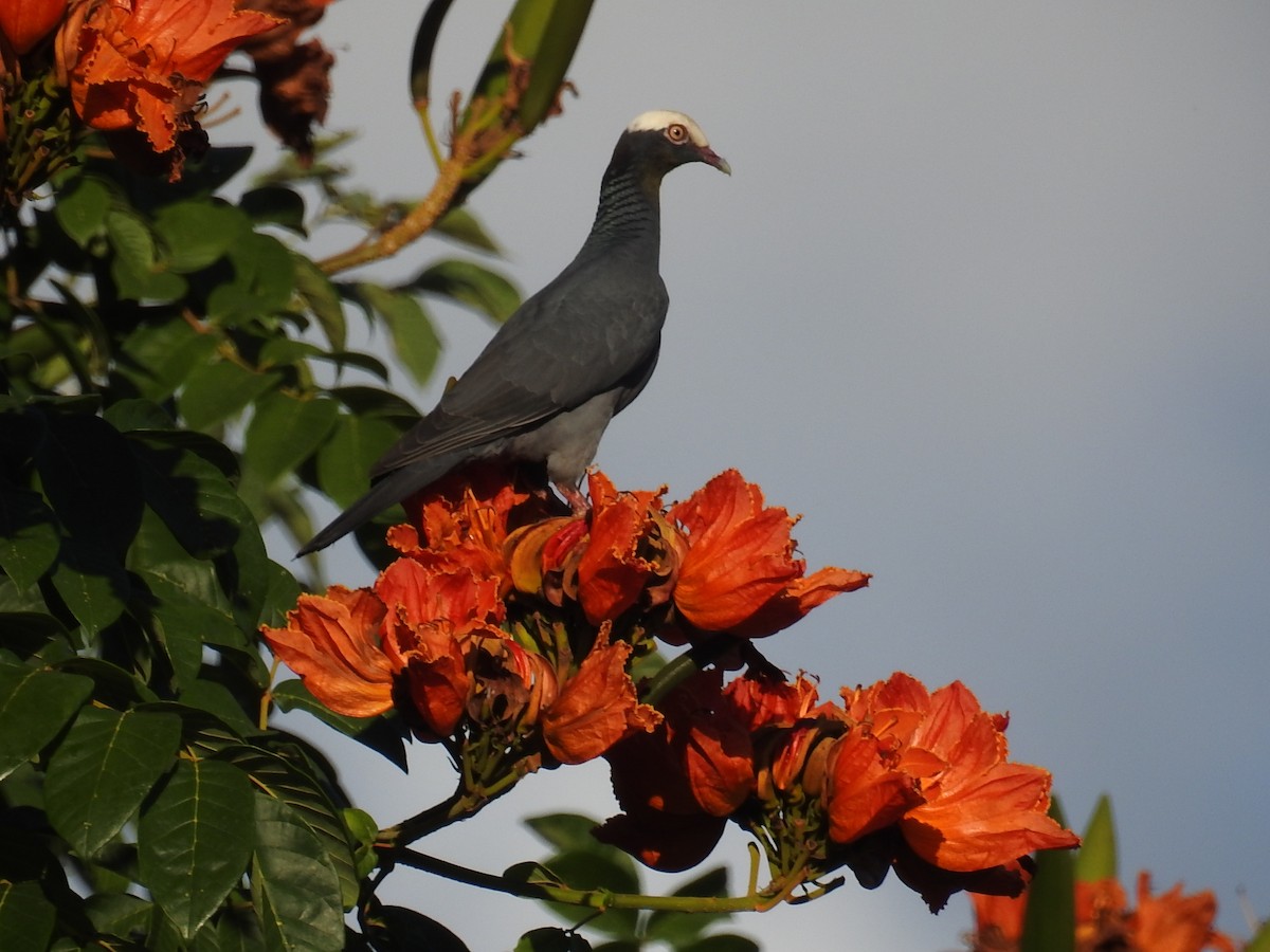White-crowned Pigeon - ML541225991
