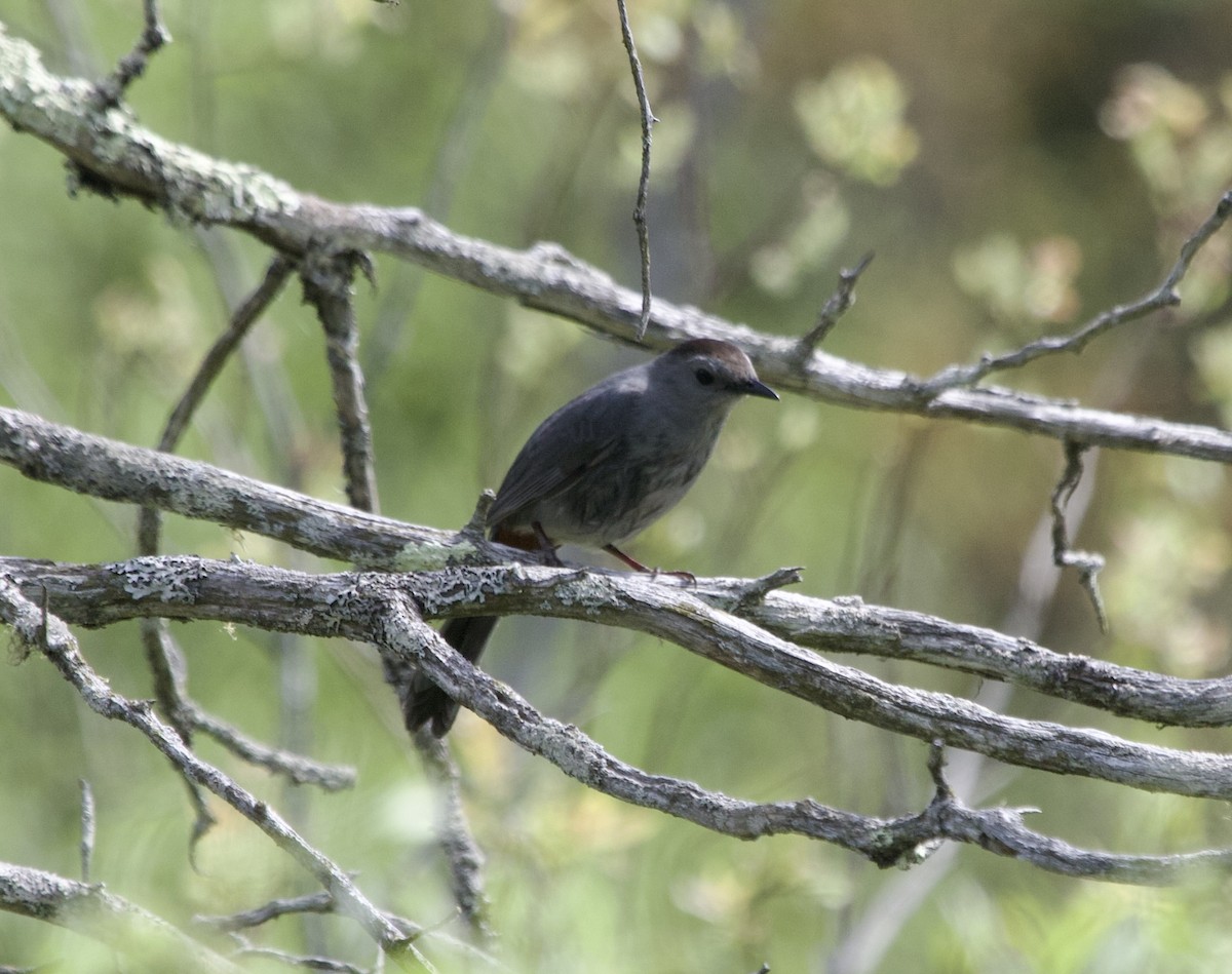 Gray Catbird - ML541226071