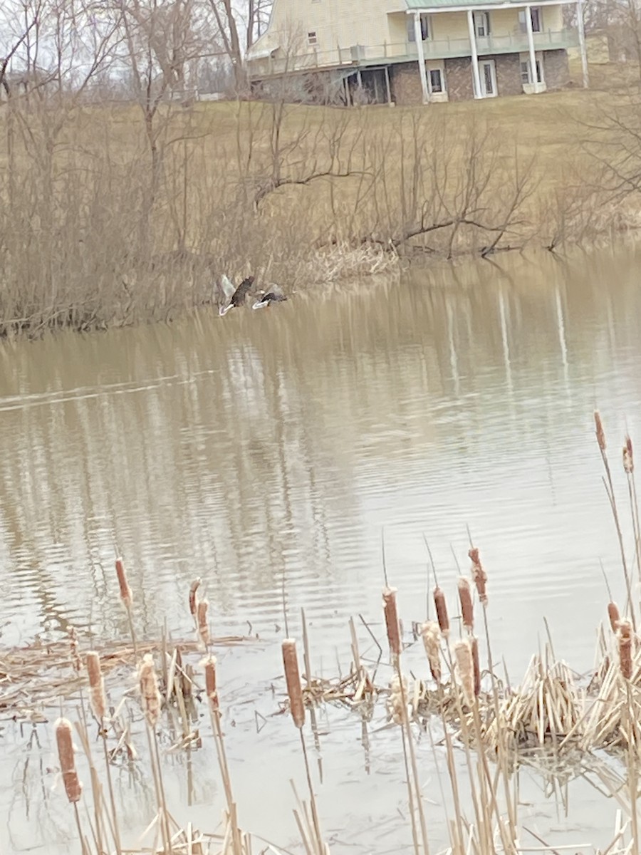 husa běločelá - ML541226981