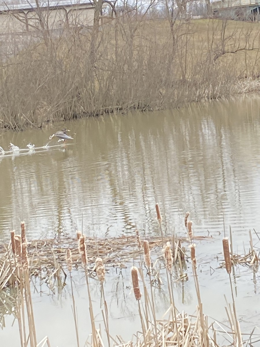 husa běločelá - ML541227011