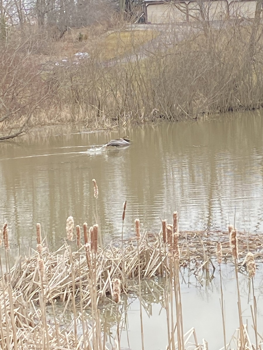 husa běločelá - ML541227021