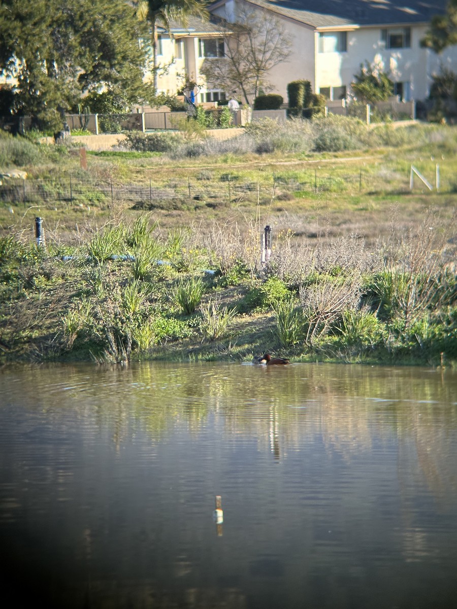 Cinnamon Teal - ML541228511