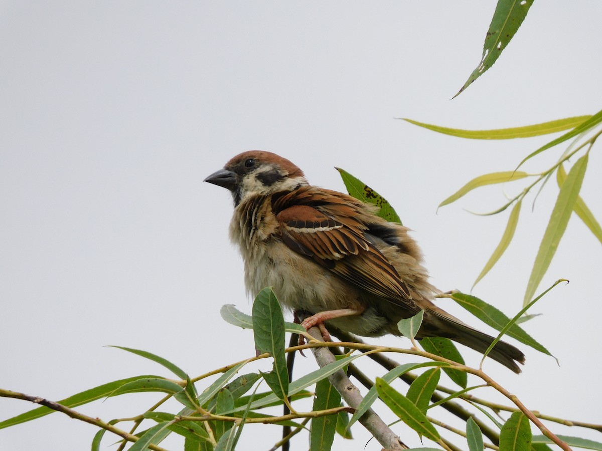 Eurasian Tree Sparrow - ML541228621