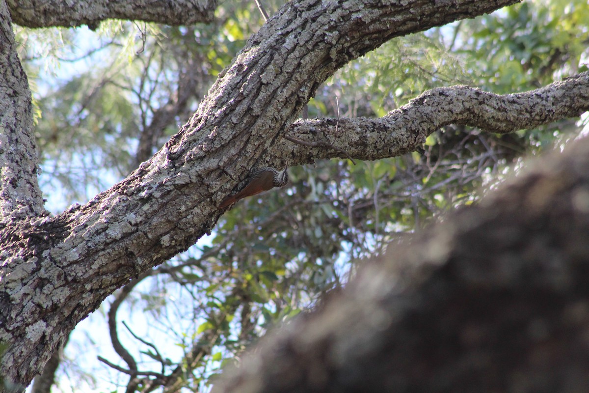 White-striped Woodcreeper - Alexis Stark