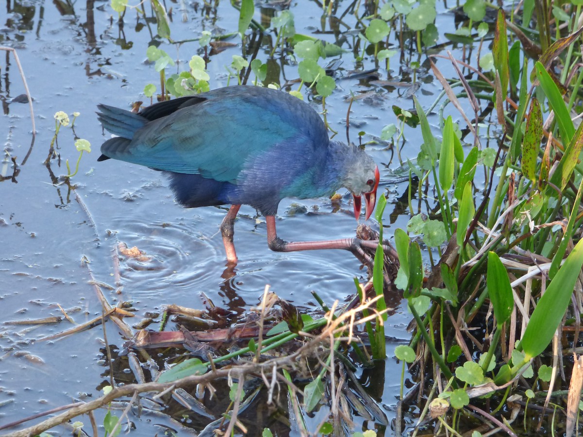 Gray-headed Swamphen - ML541229681