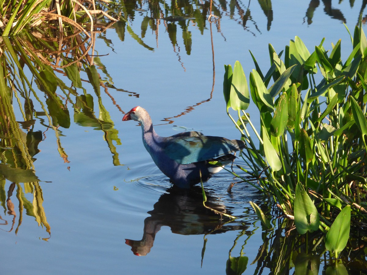 Gray-headed Swamphen - ML541229751