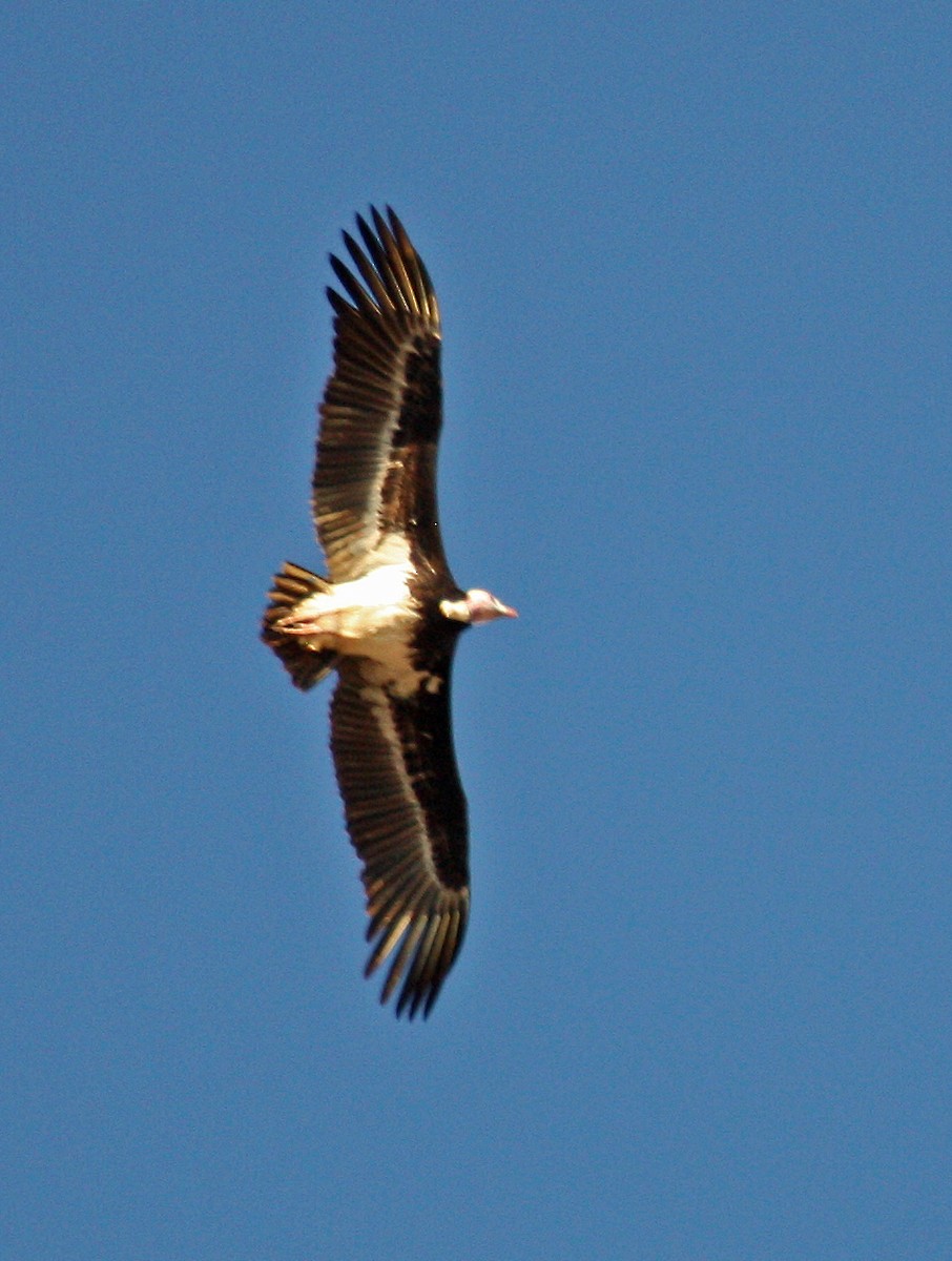 White-headed Vulture - ML541230231