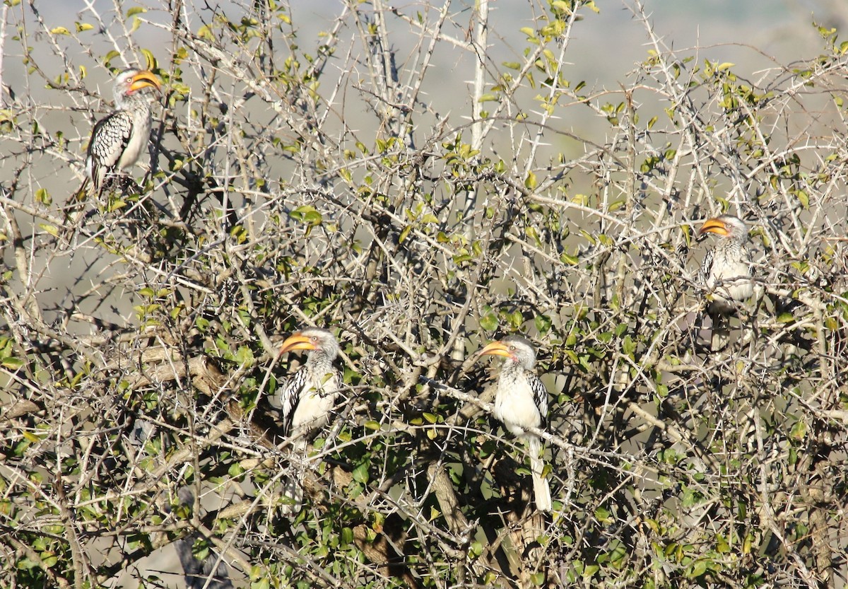 Southern Yellow-billed Hornbill - ML541230341