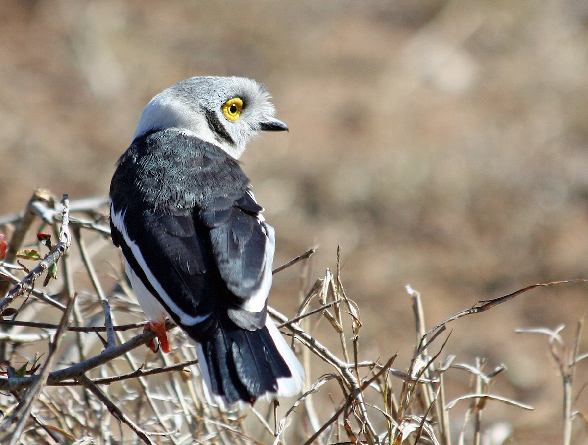 White Helmetshrike - ML541230431