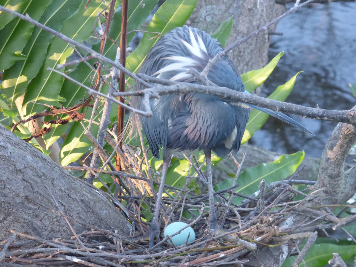 Tricolored Heron - ML541230501