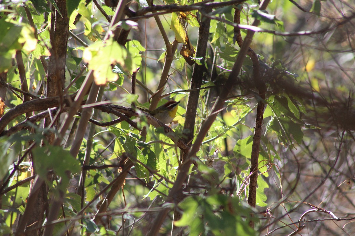 Rufous-capped Warbler - ML541230731