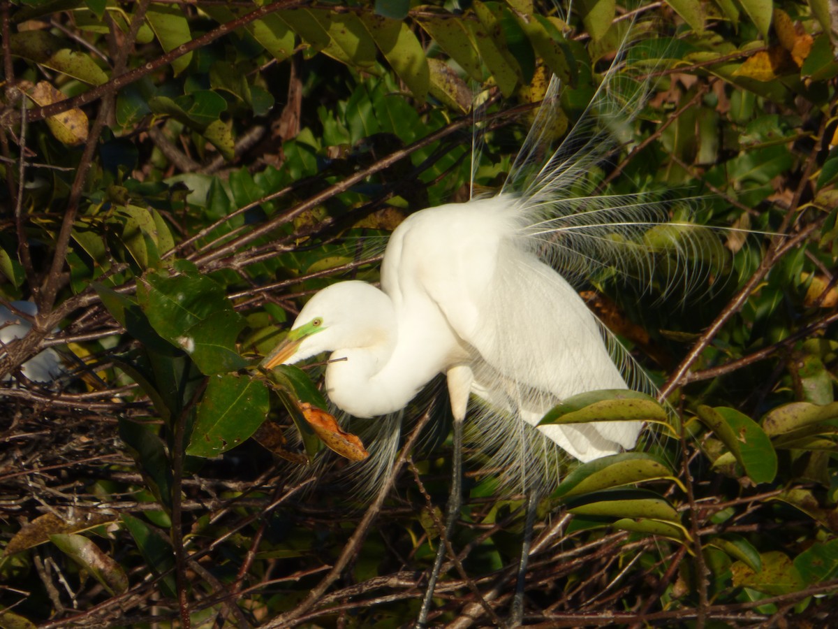 Great Egret - ML541230771