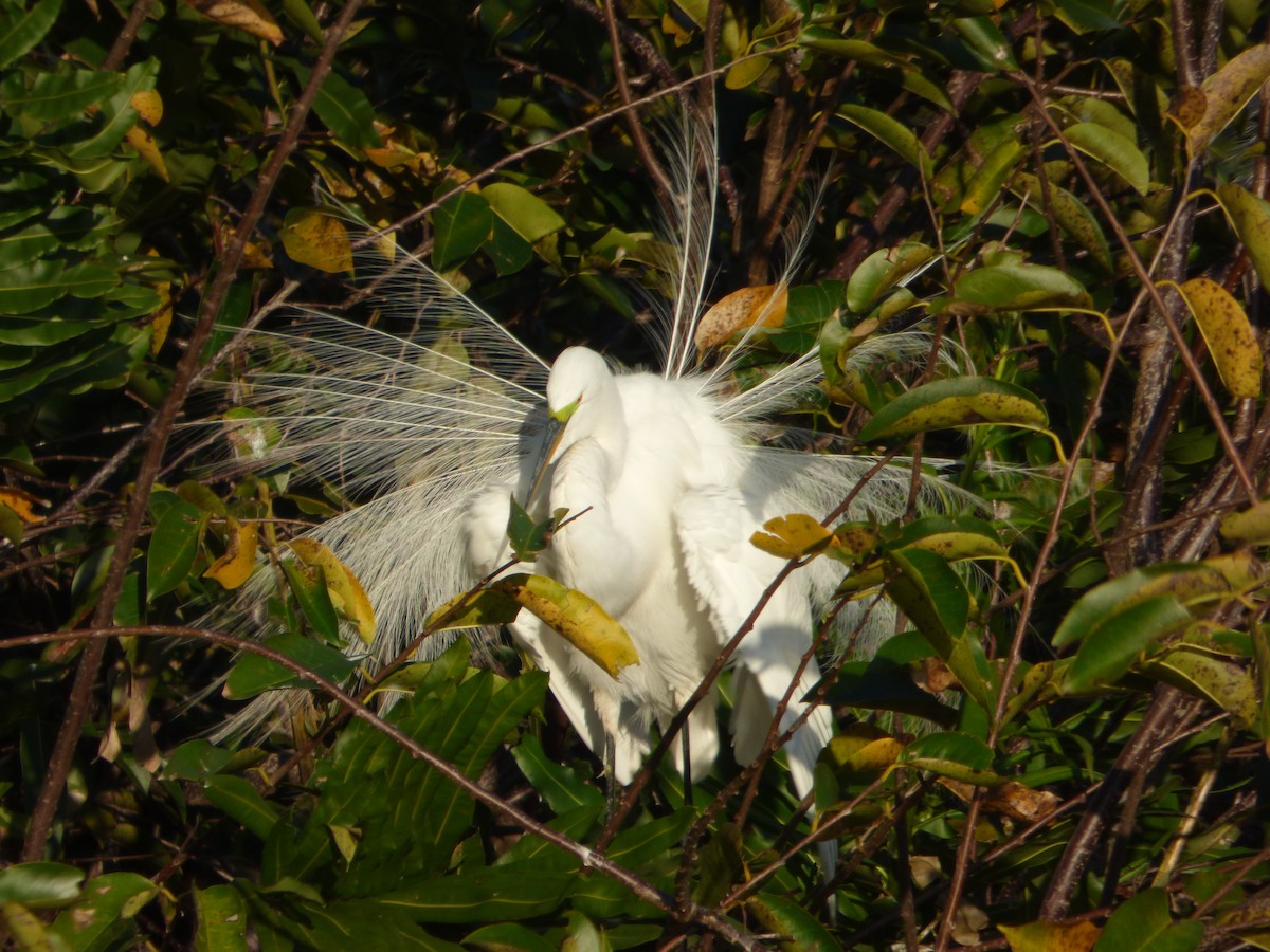 Great Egret - ML541230791