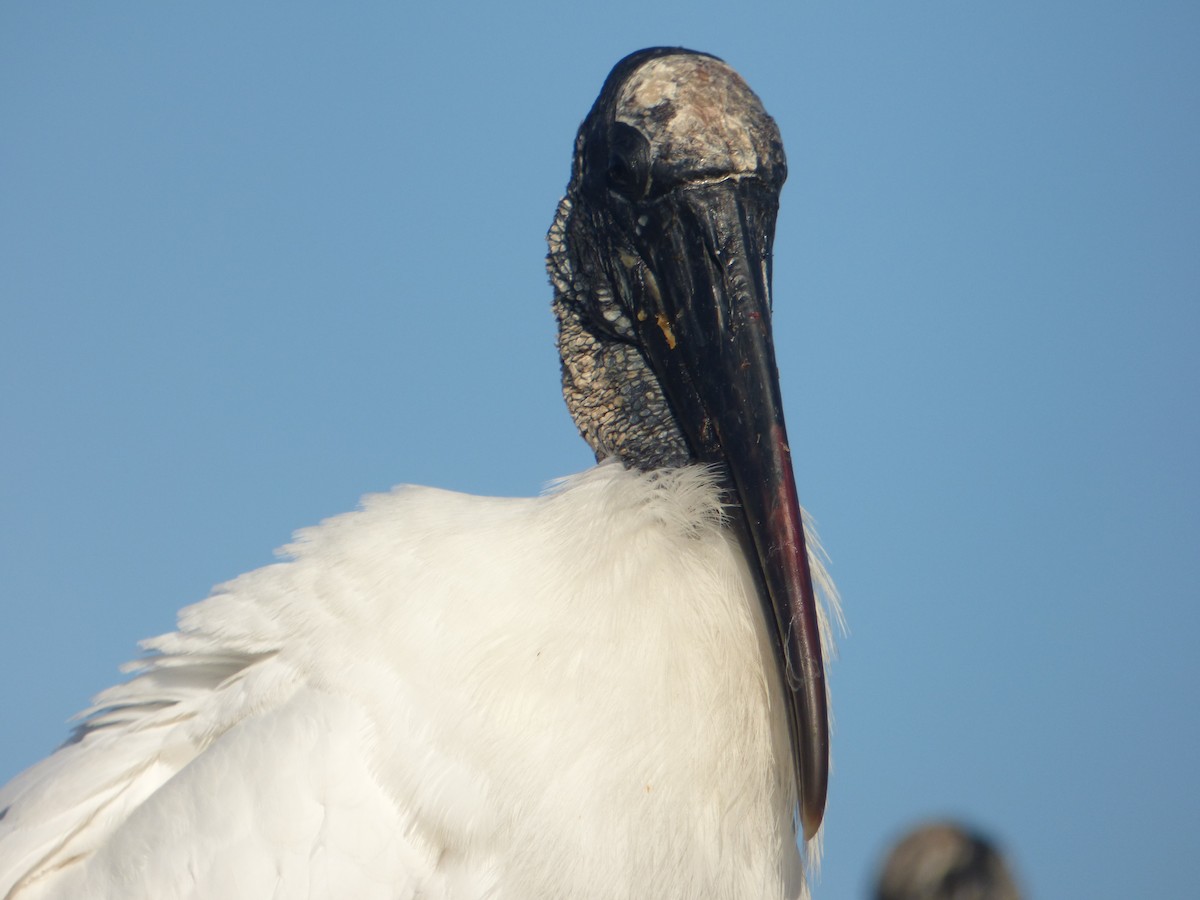 Wood Stork - ML541231201