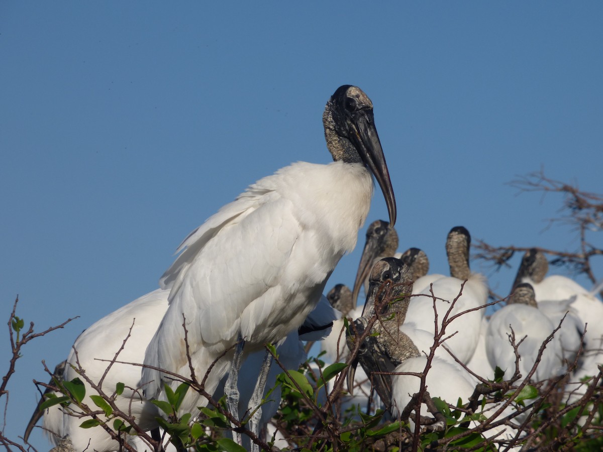 Wood Stork - ML541231211