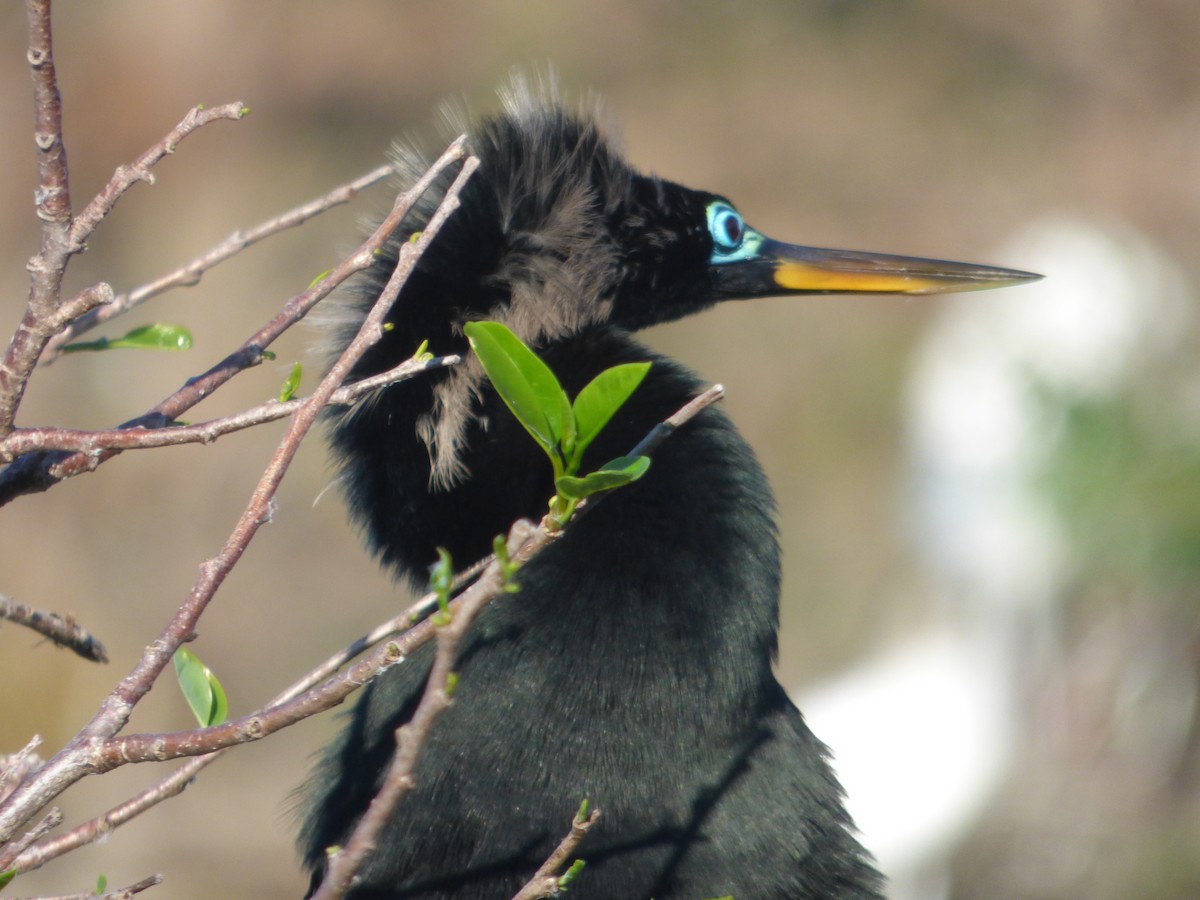Anhinga - ML541231681