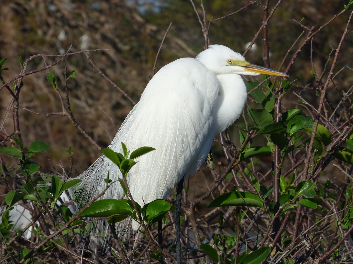 Great Egret - ML541231721