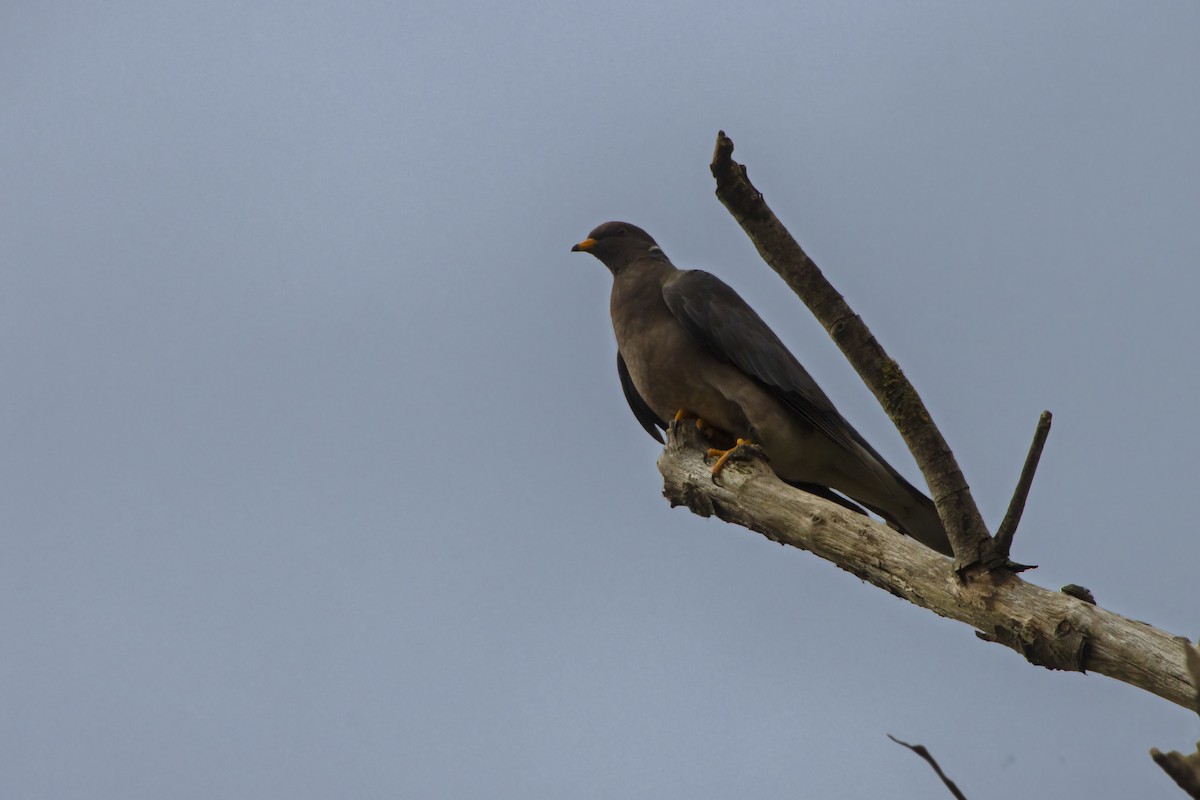Band-tailed Pigeon - ML541232151