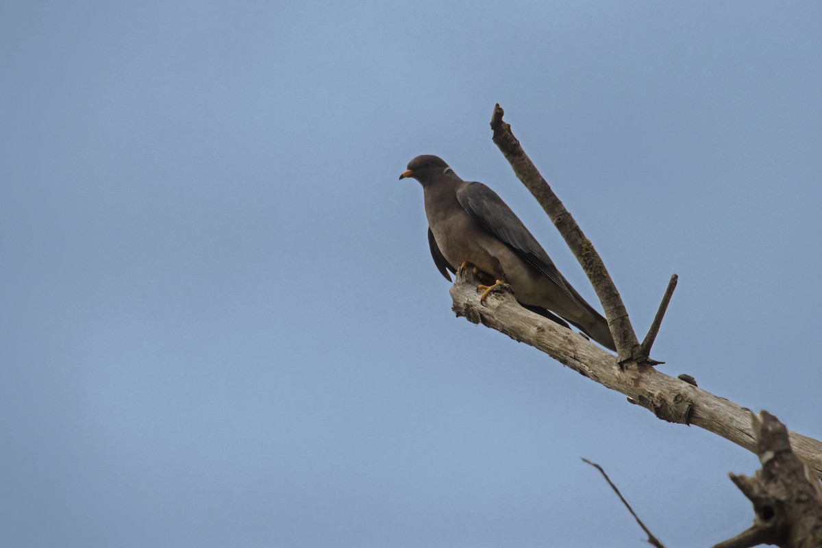 Band-tailed Pigeon - Antonio Rodriguez-Sinovas