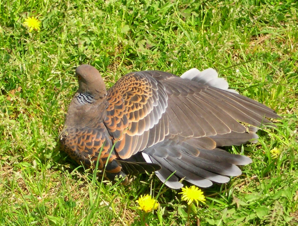 Дорнын хүүрзгэнэ - ML541232651