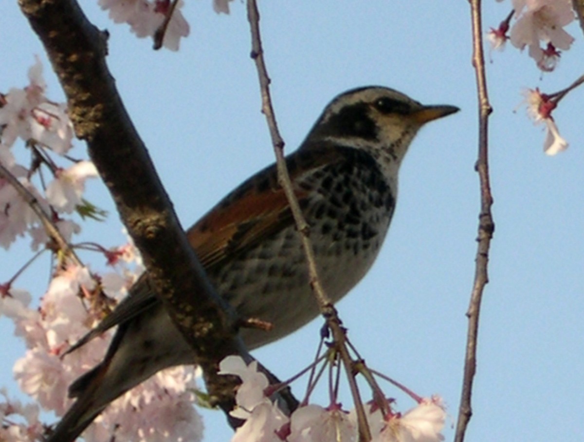 Хүрэн хөөндэй - ML541232881