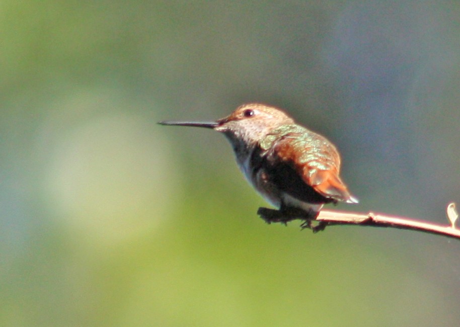 Rufous Hummingbird - ML541232931