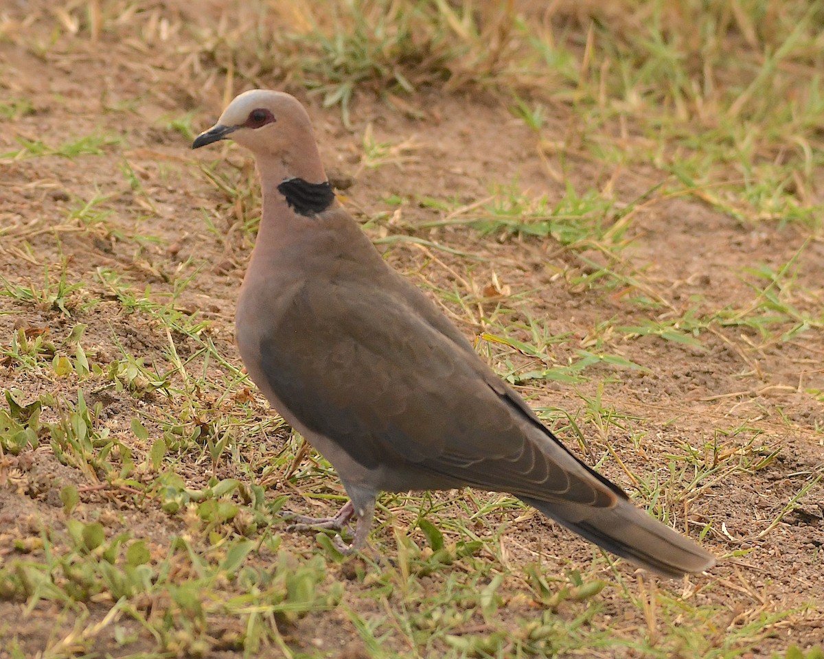 Red-eyed Dove - ML541233841
