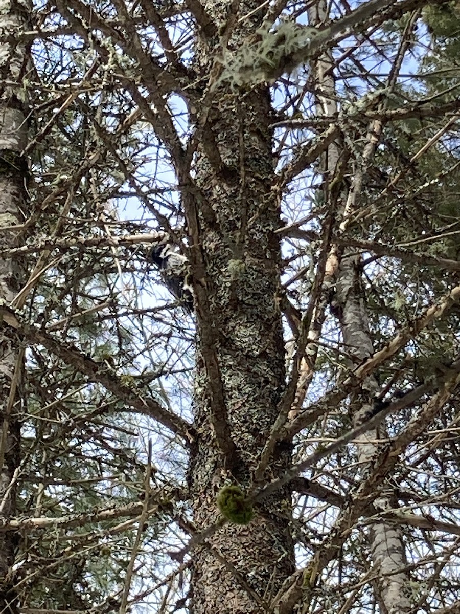 Black-backed Woodpecker - ML541233921