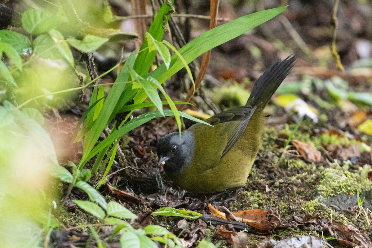 Large-footed Finch - ML541234021