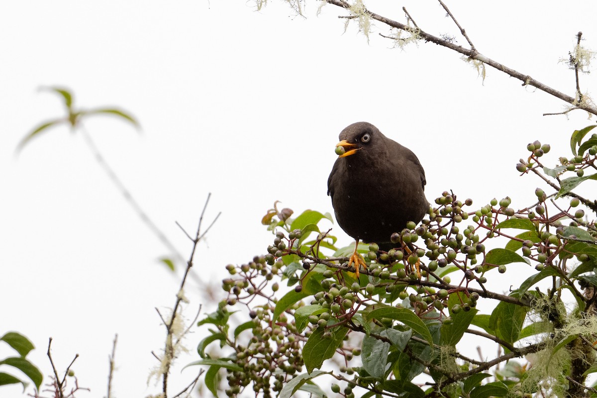 Sooty Thrush - ML541234481