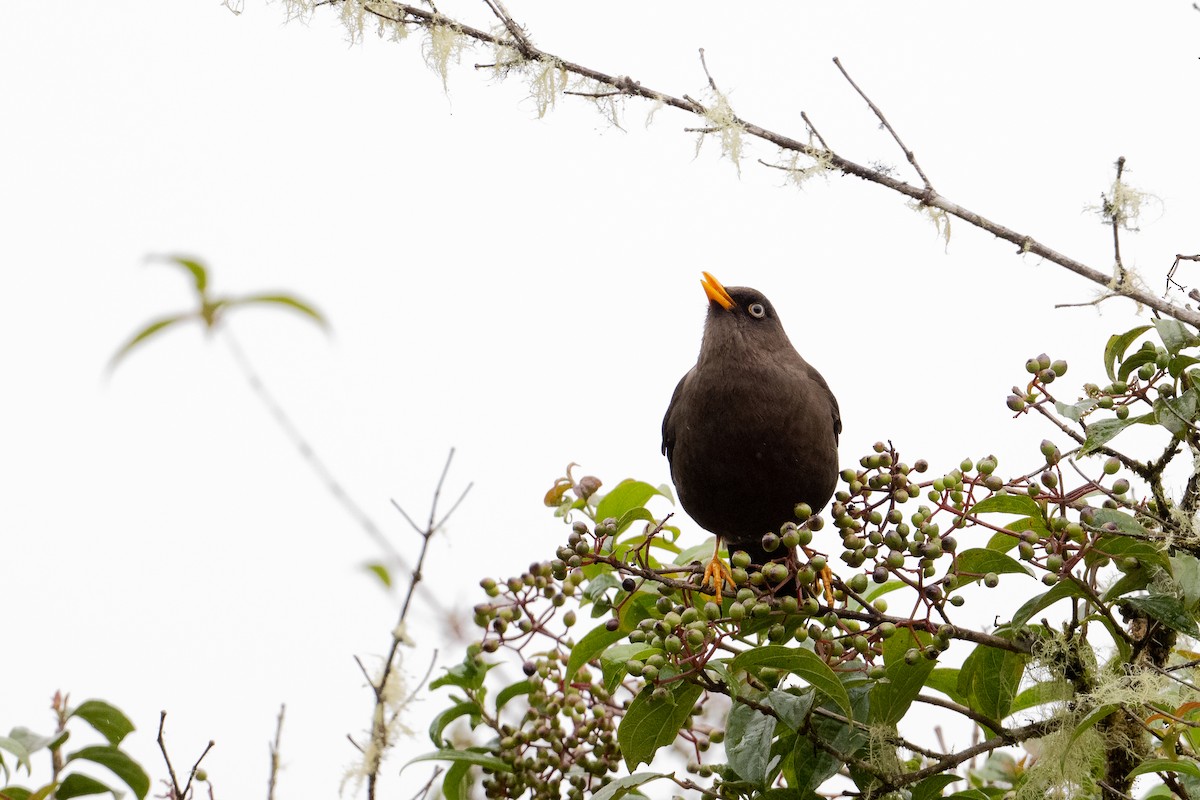 Sooty Thrush - ML541234491